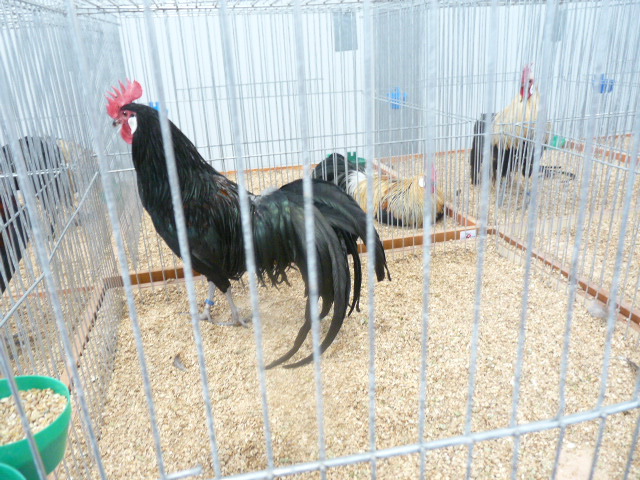 P1130584