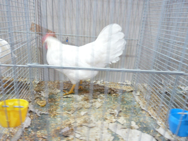 P1130594