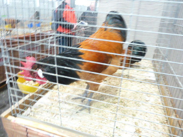 P1130596