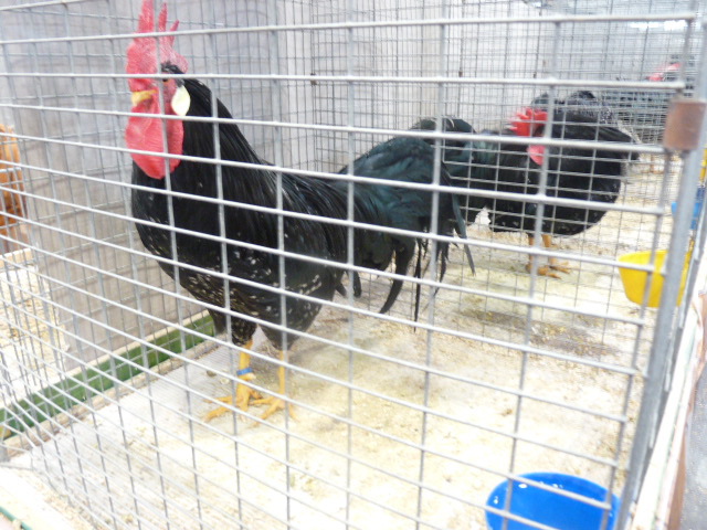 P1130600