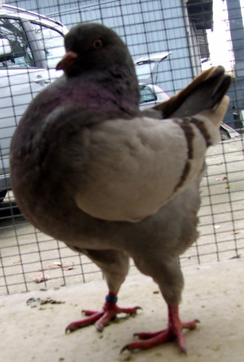 argintiu 1; mascul din iulie
