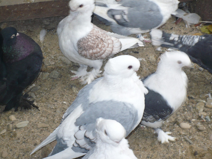 crang 2012 116 - BLUETI-SATINETI 2012