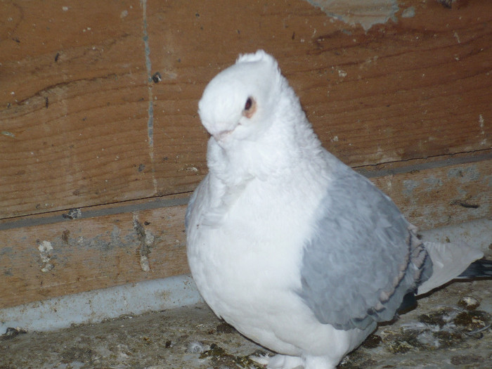 crang 2012 141 - BLUETI-SATINETI 2012