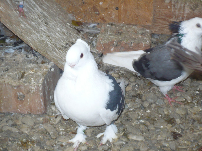 ultima achizitie - BLUETI-SATINETI 2012