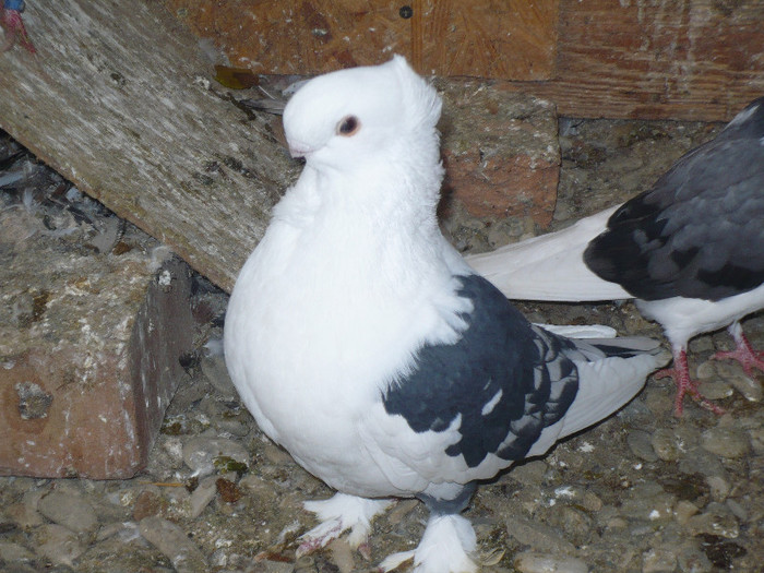 ultima achizitie - BLUETI-SATINETI 2012