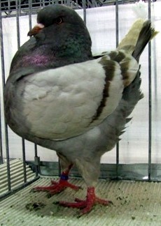 argintiu; mascul iulie
