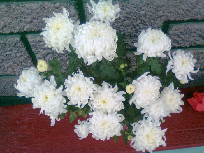 Fotografie1379 - Crizanteme-tufanici