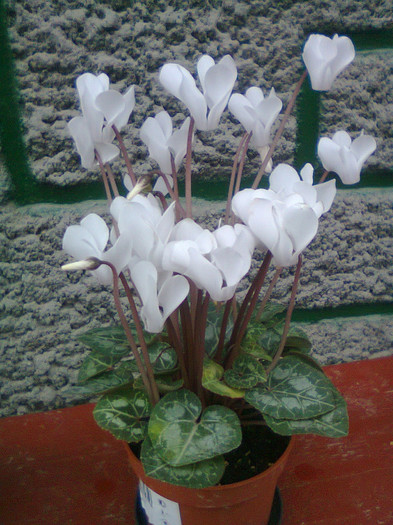 Fotografie1383 - cyclamen