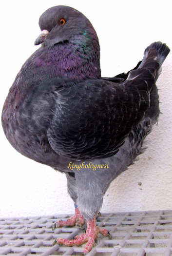 400-2012  mascul.1; mascul
