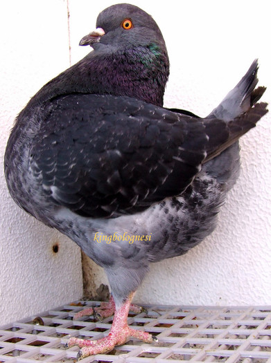 401-2012 femela.2; femela
