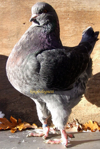 401-2012 femela; femela
