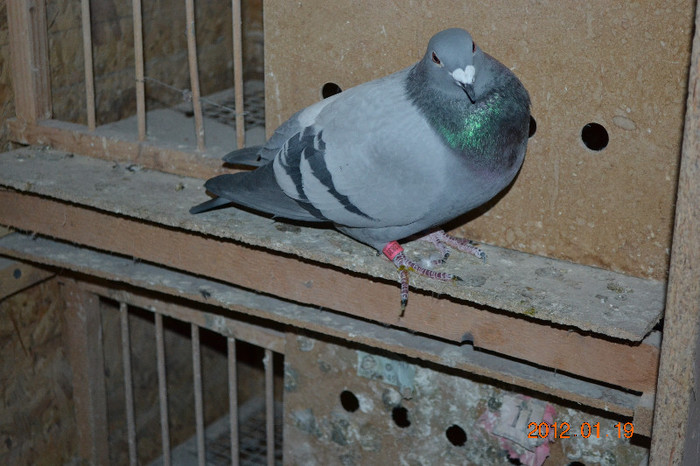 DSC_0324 - 11-masculi