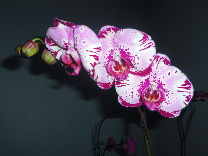 10 dec. 2012 - 2012 Orhidee