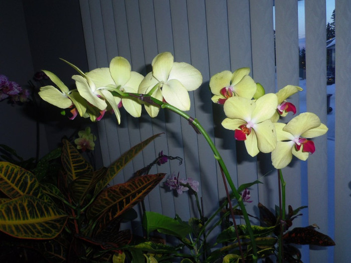 10 dec. 2012 - 2012 Orhidee