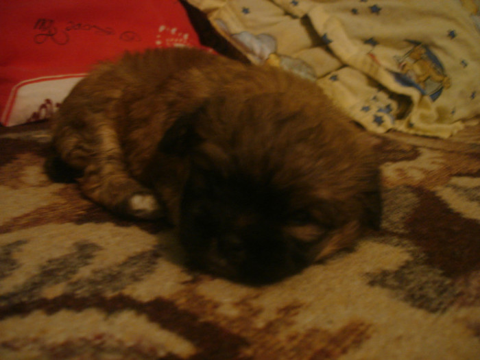 DSC07241; 1 luna mascul
