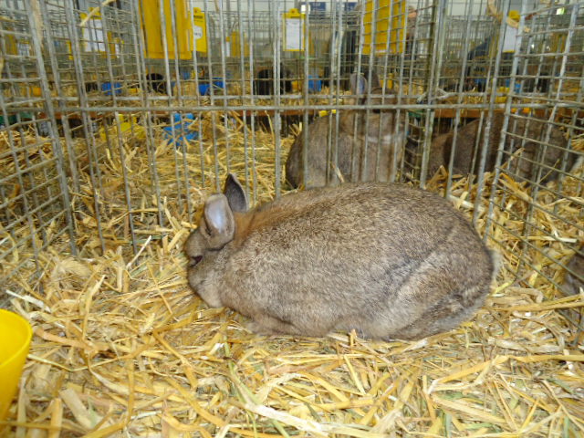 DSC03001 - Expo Germania Europeana EUROPASCHAU LEIPZIG 2012