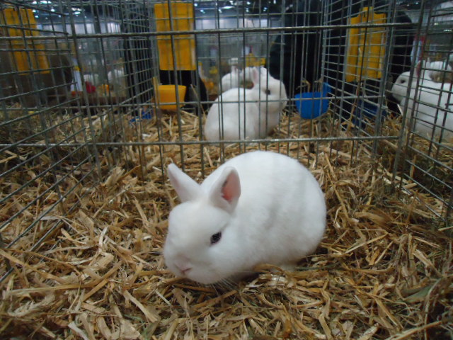 DSC03002 - Expo Germania Europeana EUROPASCHAU LEIPZIG 2012