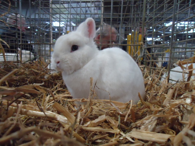DSC03003 - Expo Germania Europeana EUROPASCHAU LEIPZIG 2012