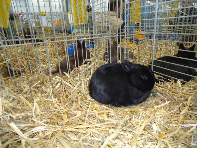 DSC03004 - Expo Germania Europeana EUROPASCHAU LEIPZIG 2012