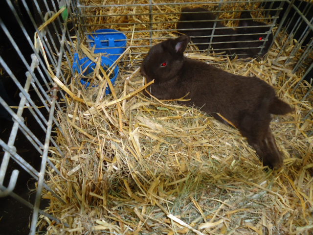 DSC03005 - Expo Germania Europeana EUROPASCHAU LEIPZIG 2012