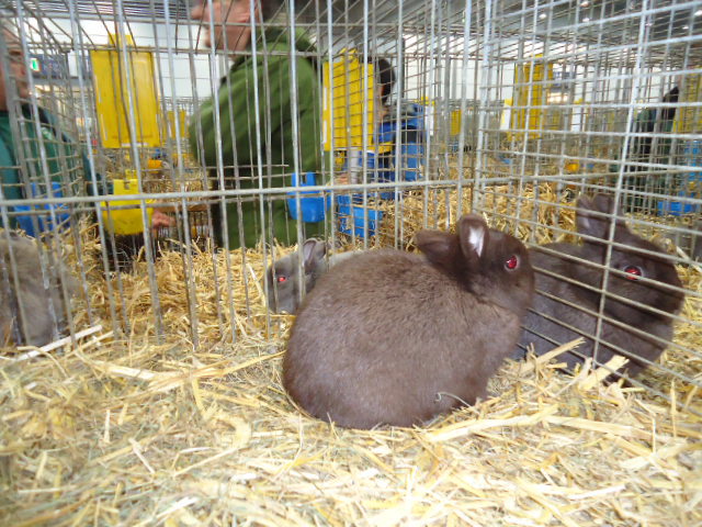 DSC03006 - Expo Germania Europeana EUROPASCHAU LEIPZIG 2012