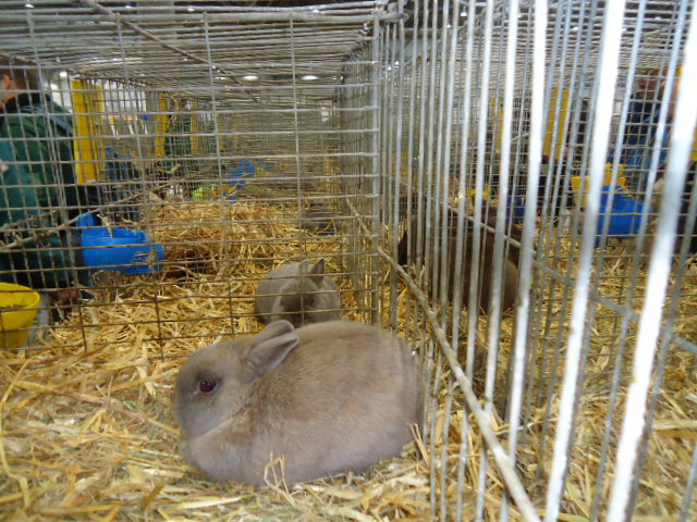 DSC03007 - Expo Germania Europeana EUROPASCHAU LEIPZIG 2012