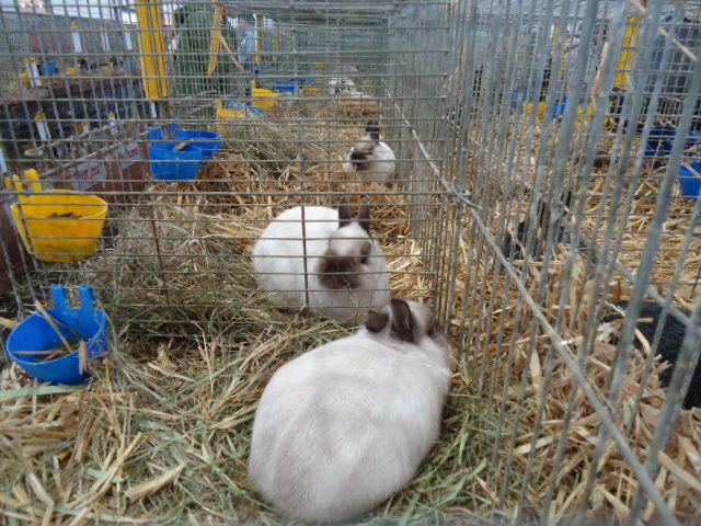 DSC03008 - Expo Germania Europeana EUROPASCHAU LEIPZIG 2012