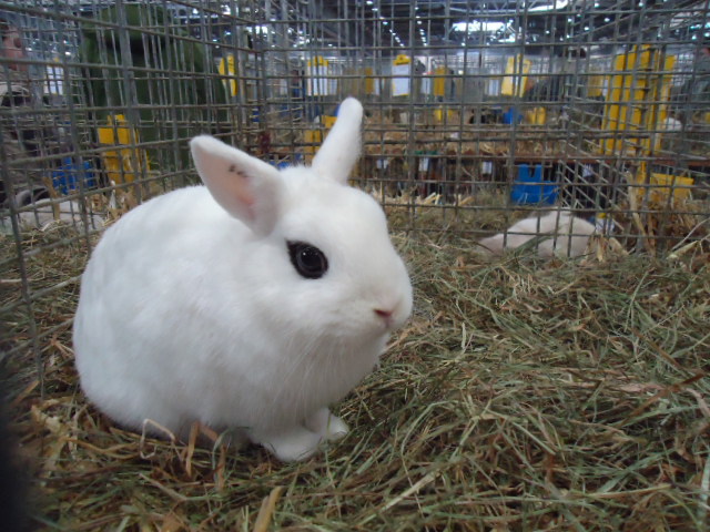 DSC03009 - Expo Germania Europeana EUROPASCHAU LEIPZIG 2012