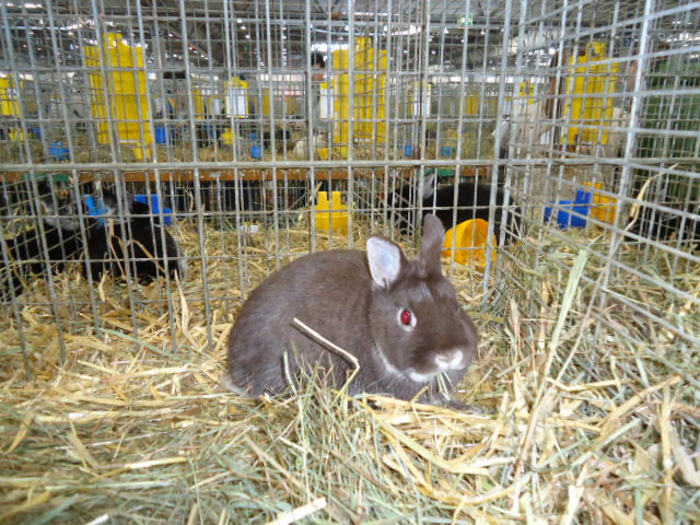 DSC03010 - Expo Germania Europeana EUROPASCHAU LEIPZIG 2012