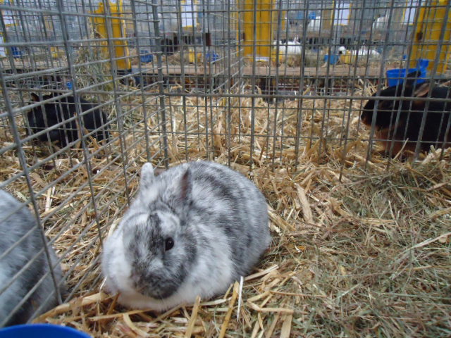 DSC03011 - Expo Germania Europeana EUROPASCHAU LEIPZIG 2012