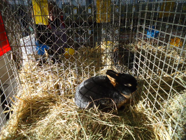 DSC03012 - Expo Germania Europeana EUROPASCHAU LEIPZIG 2012