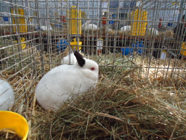 DSC03013 - Expo Germania Europeana EUROPASCHAU LEIPZIG 2012