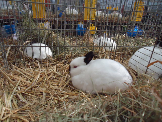 DSC03014 - Expo Germania Europeana EUROPASCHAU LEIPZIG 2012