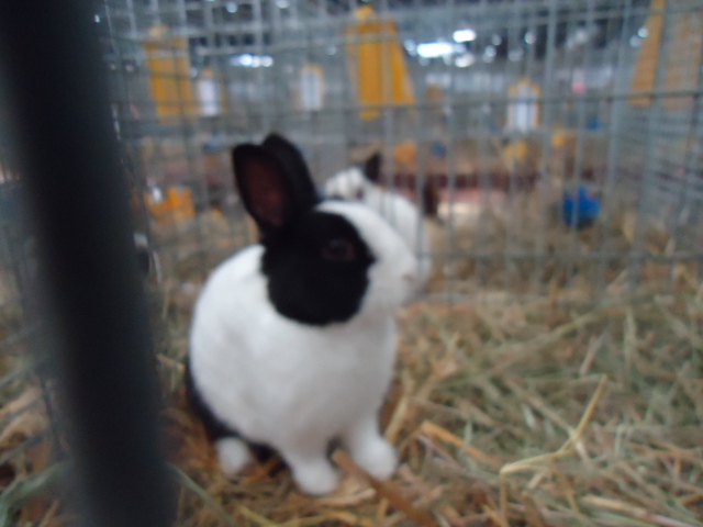 DSC03016 - Expo Germania Europeana EUROPASCHAU LEIPZIG 2012