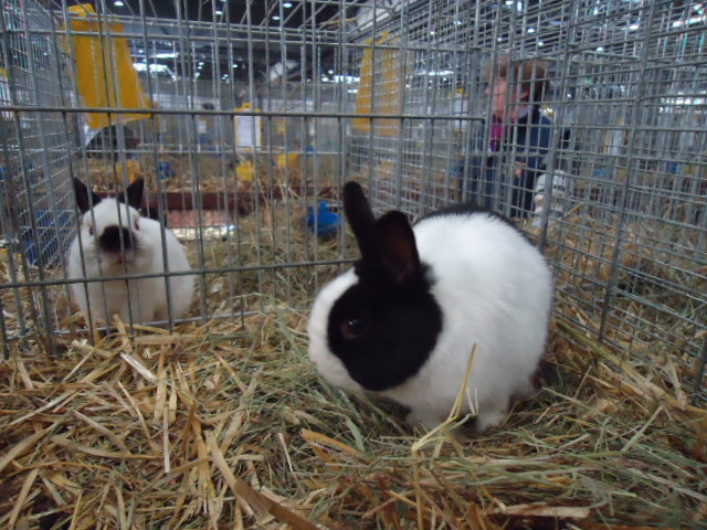 DSC03017 - Expo Germania Europeana EUROPASCHAU LEIPZIG 2012