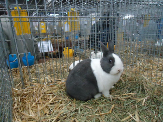 DSC03018 - Expo Germania Europeana EUROPASCHAU LEIPZIG 2012