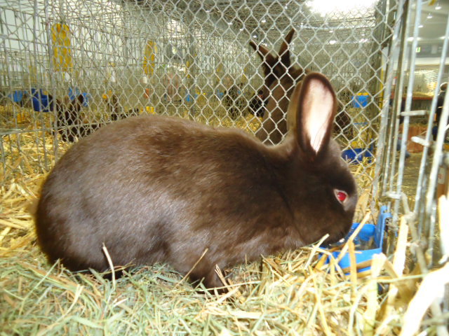 DSC03020 - Expo Germania Europeana EUROPASCHAU LEIPZIG 2012