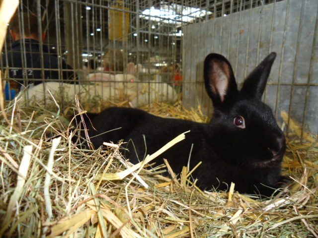 DSC03022 - Expo Germania Europeana EUROPASCHAU LEIPZIG 2012