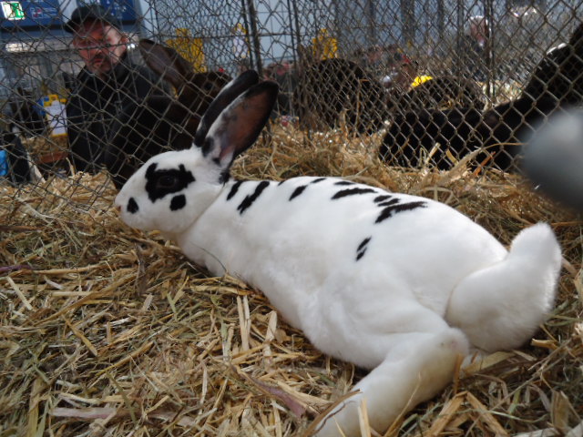 DSC03023 - Expo Germania Europeana EUROPASCHAU LEIPZIG 2012