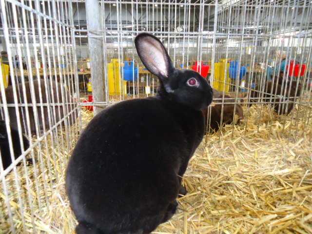 DSC03025 - Expo Germania Europeana EUROPASCHAU LEIPZIG 2012