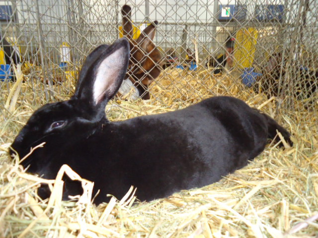 DSC03026 - Expo Germania Europeana EUROPASCHAU LEIPZIG 2012