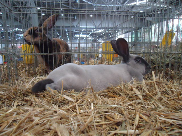 DSC03029 - Expo Germania Europeana EUROPASCHAU LEIPZIG 2012