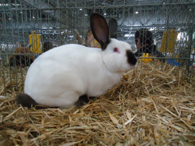 DSC03030 - Expo Germania Europeana EUROPASCHAU LEIPZIG 2012