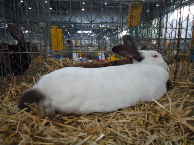 DSC03031 - Expo Germania Europeana EUROPASCHAU LEIPZIG 2012