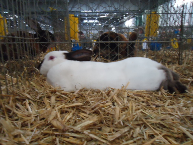 DSC03032 - Expo Germania Europeana EUROPASCHAU LEIPZIG 2012