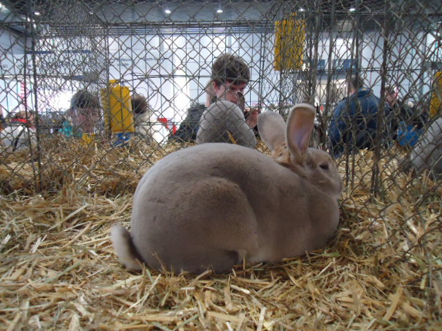 DSC03033 - Expo Germania Europeana EUROPASCHAU LEIPZIG 2012