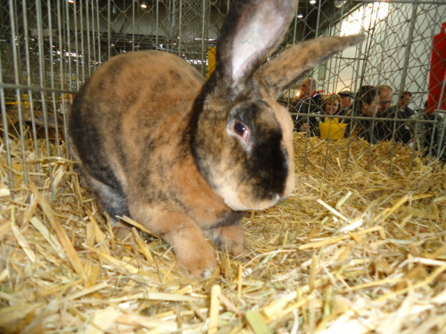 DSC03038 - Expo Germania Europeana EUROPASCHAU LEIPZIG 2012