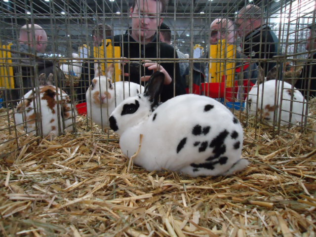 DSC03040 - Expo Germania Europeana EUROPASCHAU LEIPZIG 2012