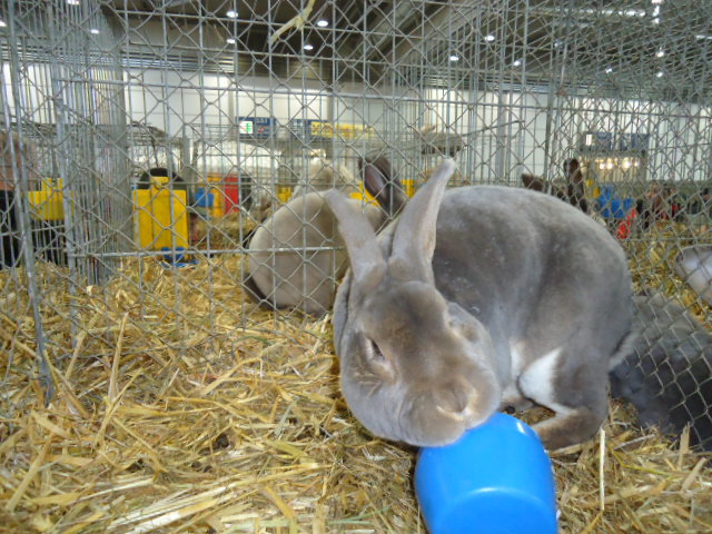 DSC03041 - Expo Germania Europeana EUROPASCHAU LEIPZIG 2012