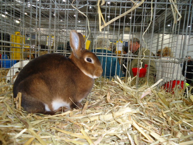 DSC03042 - Expo Germania Europeana EUROPASCHAU LEIPZIG 2012